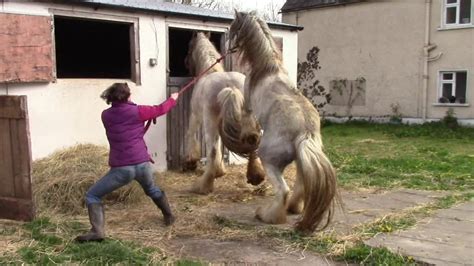 kuh muschi|Pferde beim decken mit einer menschlichen frau